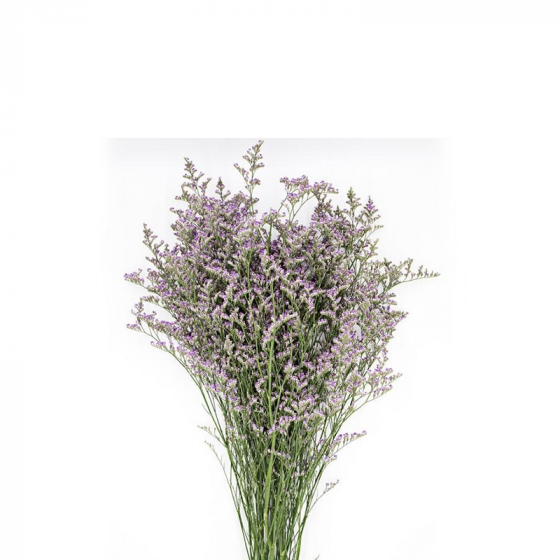 Limonium