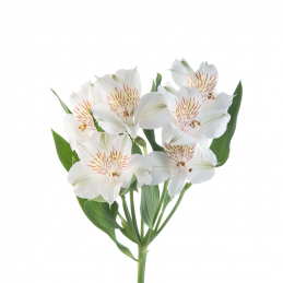 ALSTROEMERIA BLANC