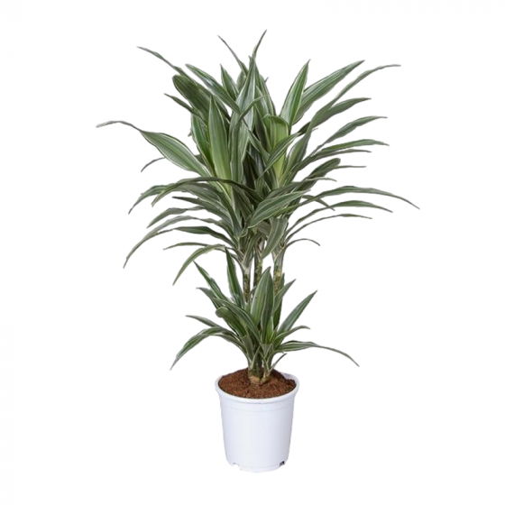 Dracaena f De