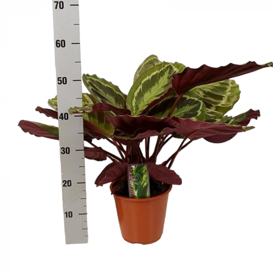 Calathea Medaillon