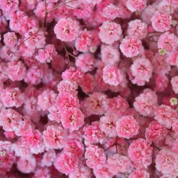 Gypsophile Pink