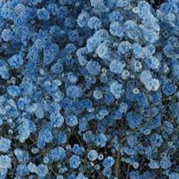 Gypsophile - River Blue