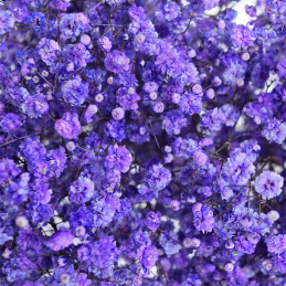 Gypsophile Purple