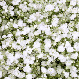 Gypsophile Xlence