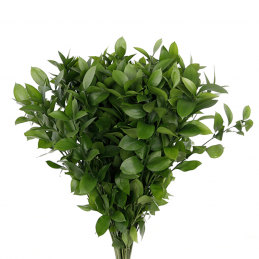 Single Ruscus