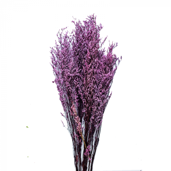 Limonium