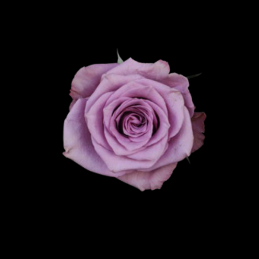 rose violet