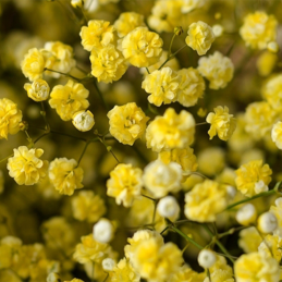 copy of Gypsophile Yellow