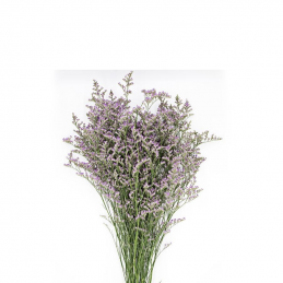 copy of Limonium Blue