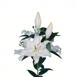 Lilium Oriental white