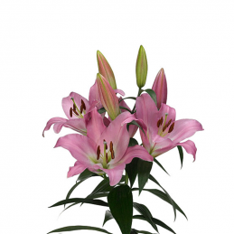 Lilium Oriental Purple