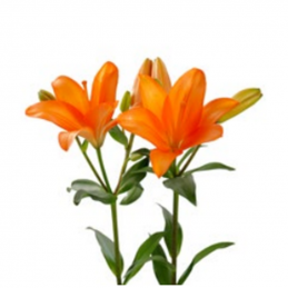 LILIUM asiatic ORANGE